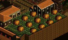 Pumpkin Patch Maze